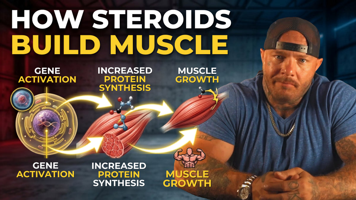 How Anabolic Steroids Work at the Cellular Level (Complete Mechanism)